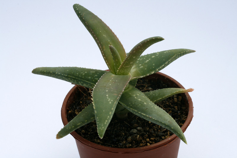aloe dhufarensis klein 8098