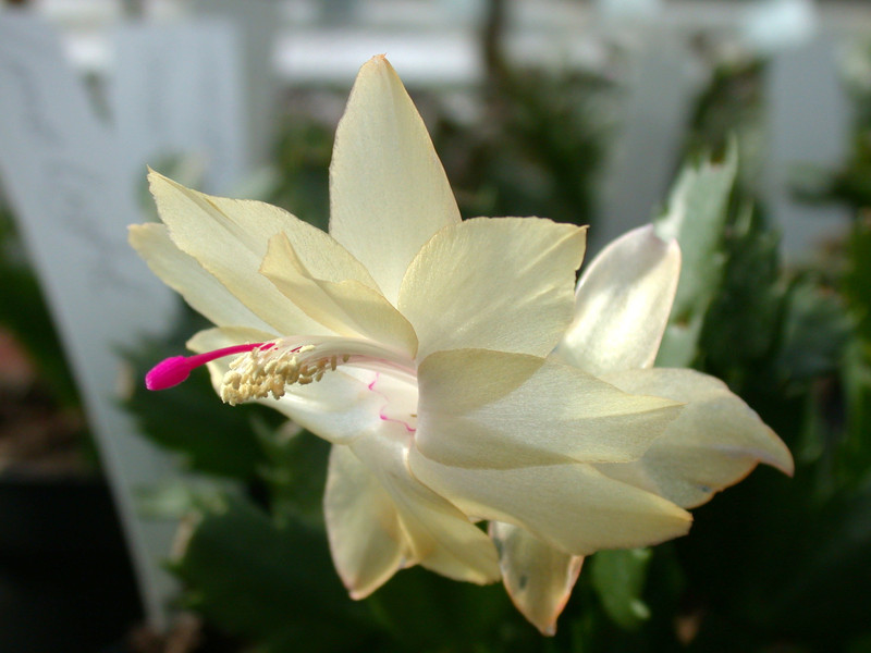 schlumbergera limelight dancer 01