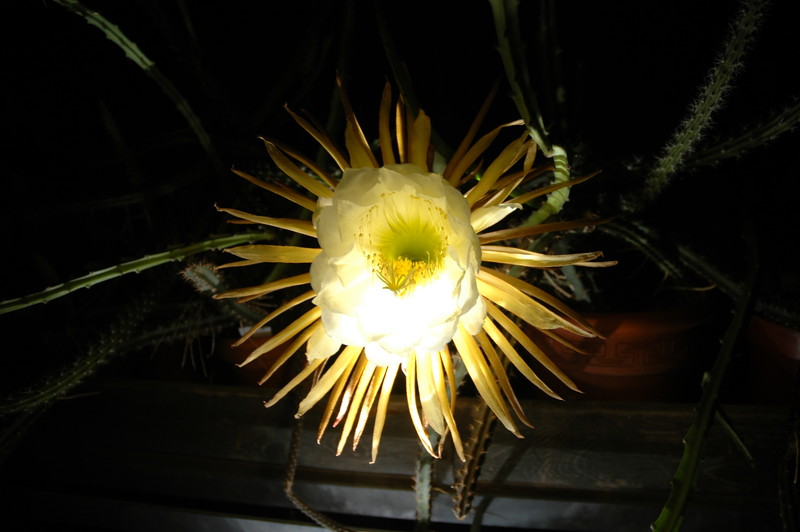 selenicereus coniflorus 1382