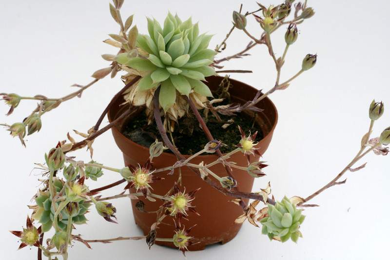 graptopetalum macdougallii 9238