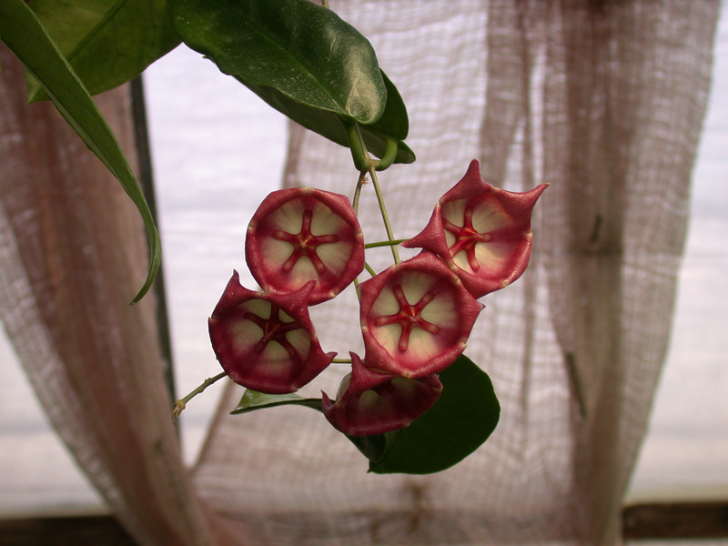 hoya archboldiana 02