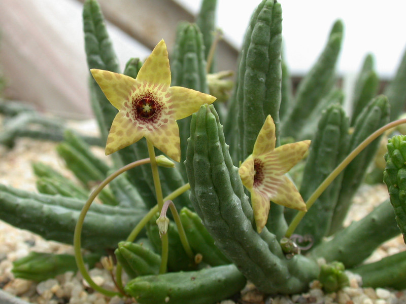 tromotriche umdausensis karoo 09