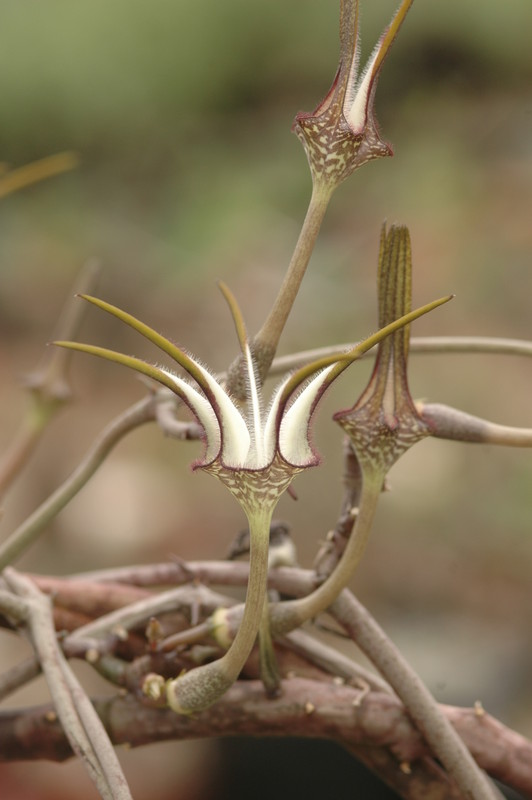 ceropegia stapeliaeformis 8764