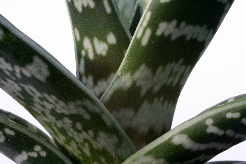 aloe variegata 0825