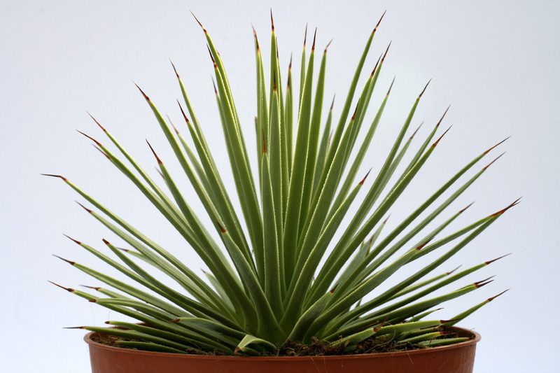 agave echinus 8148