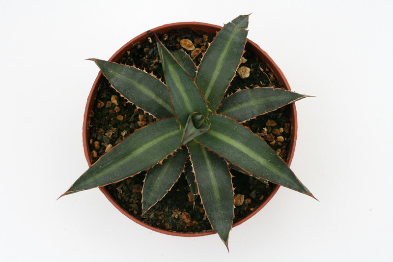 agave funkiana la placida hgo 8826