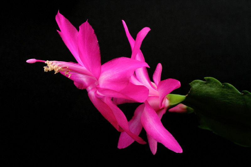 schlumbergera madonga 5838