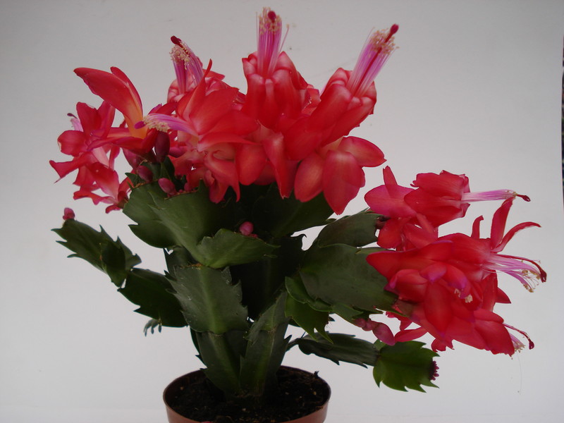 schlumbergera scarlet flame 1611