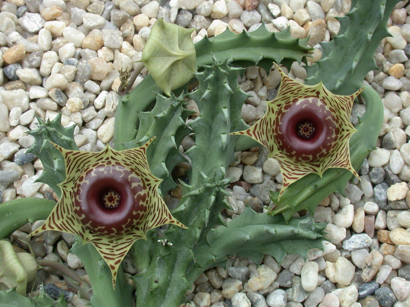 huernia zebrina06