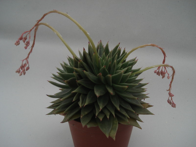 echeveria agavoides cristata 8345