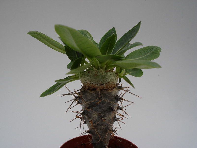 pachypodium brevicaule 738
