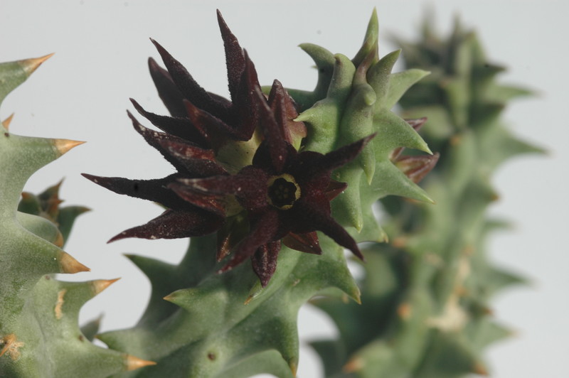 quaqua mammillaris 1751