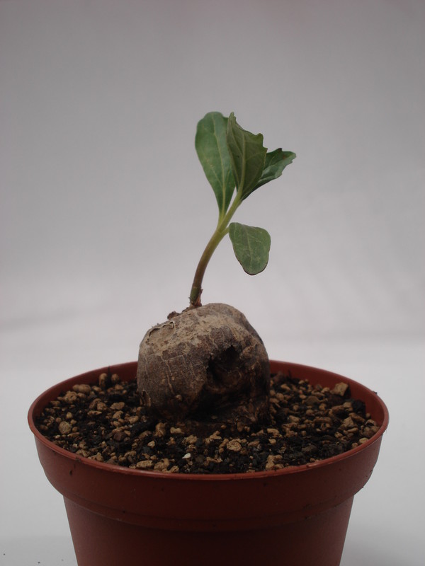 pterodiscus angustifolius 6229