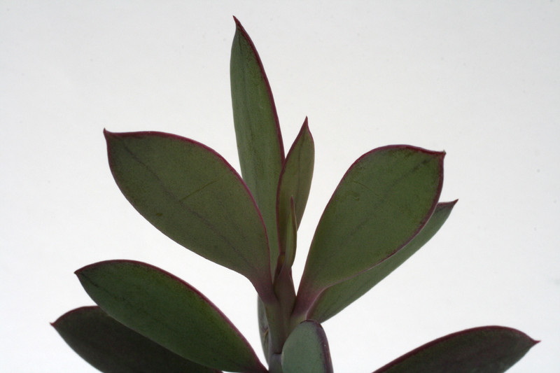 senecio crassicaulis 7550