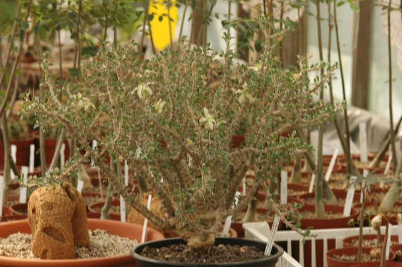 sarcocaulon salmoniflorum 02