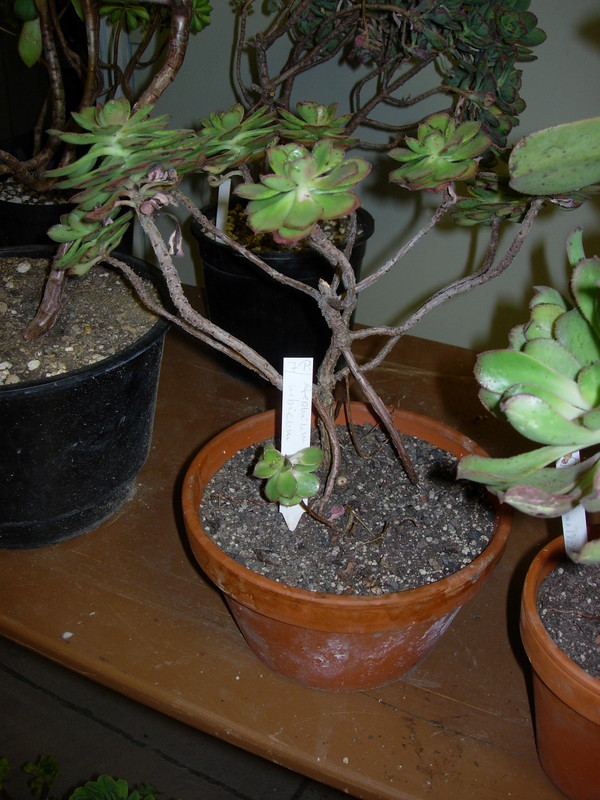 aeonium urbicum DSCN5693