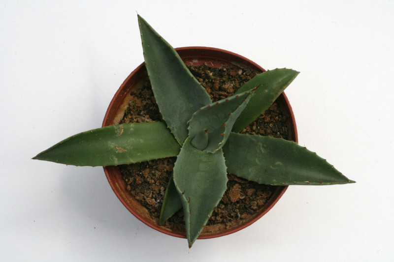 agave neomexicana 0160