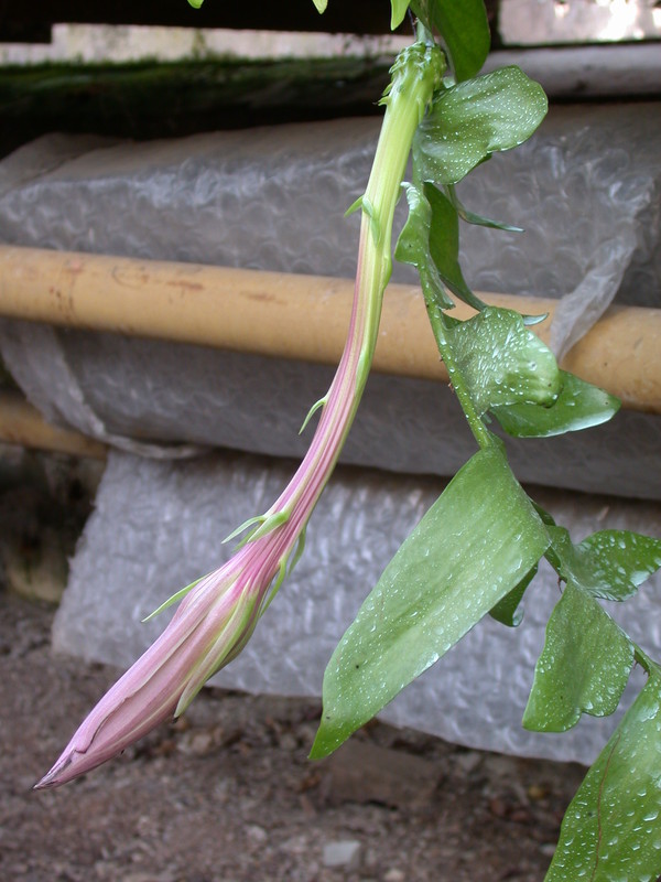 epiphyllum chrysocardium 04