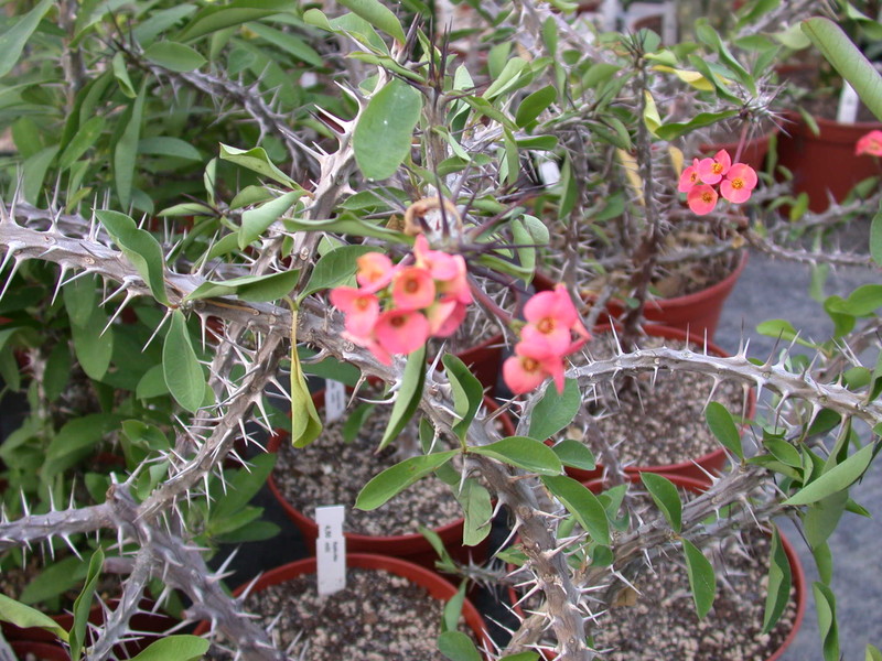 euphorbia milii 1292