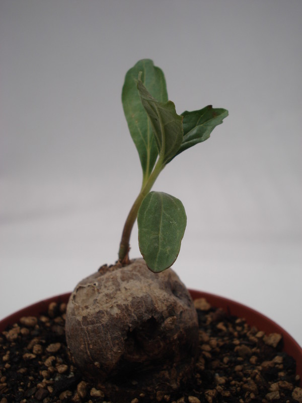 pterodiscus angustifolius 6228