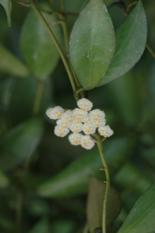 hoya lacunosa ipps4055 6567