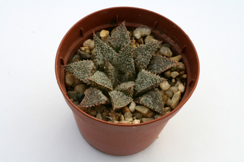 haworthia cv hakuma 0835