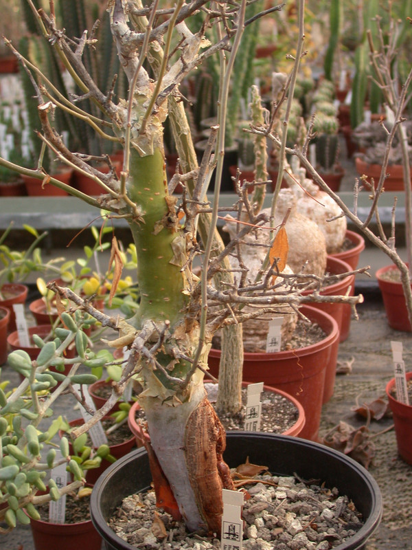 commiphora tanzania 01