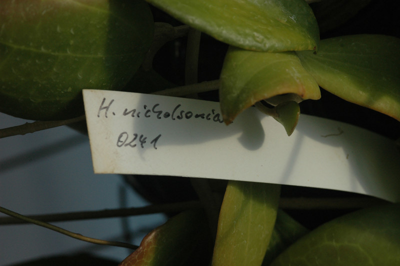hoya nichosonii 0241 06