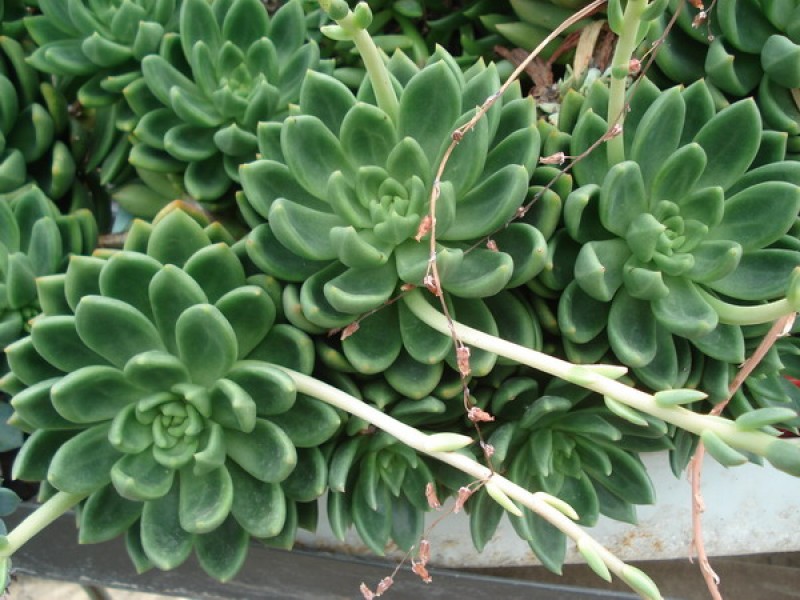 echeveria haageana