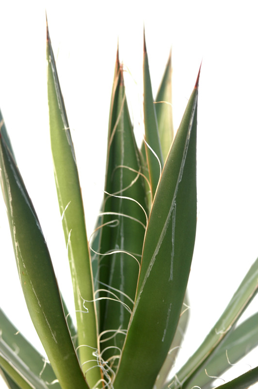 agave filifera 8482