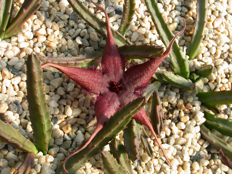 stapelia schinzii pvb5583 3