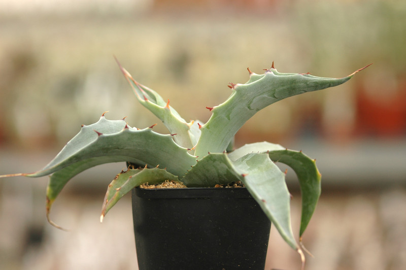 agave maximiliana kathrinae 8682
