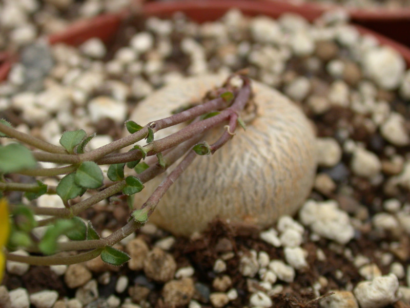 brachystelma caffrum 02