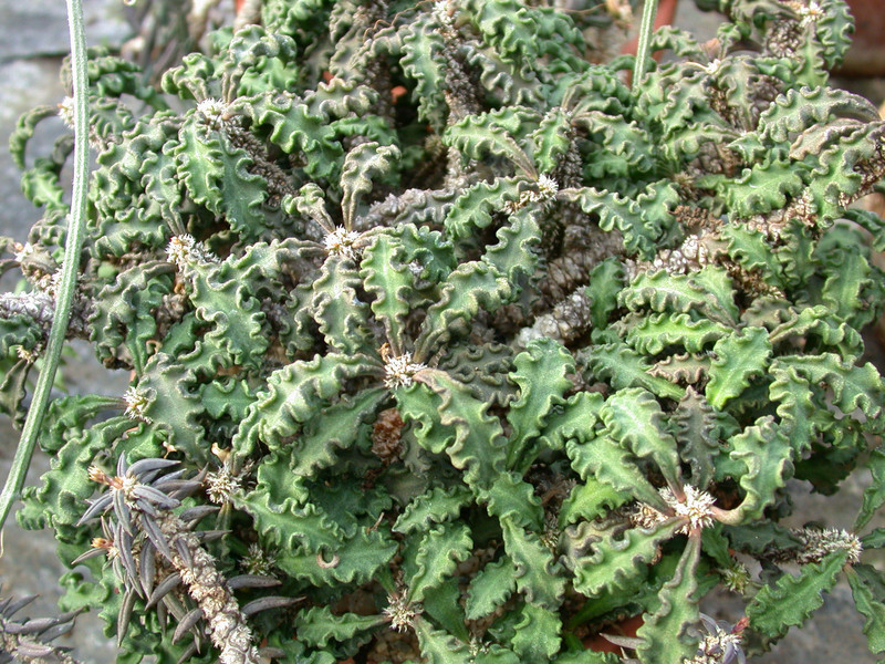 euphorbia decaryi spirosticha1
