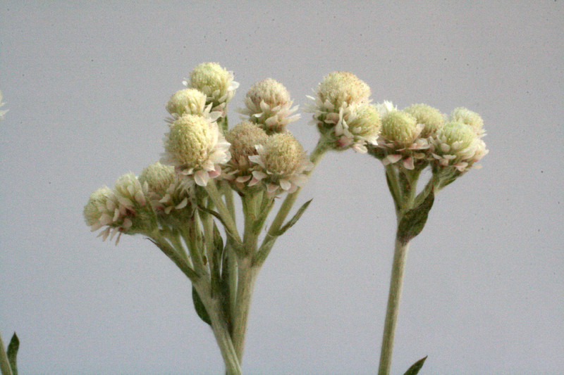antennaria dioica weißer samt 8552