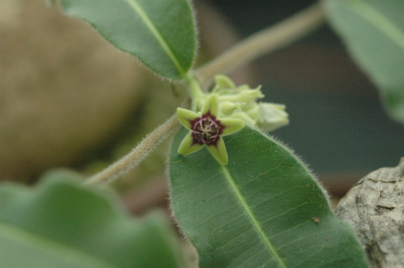 raphionacme zeyherii 01