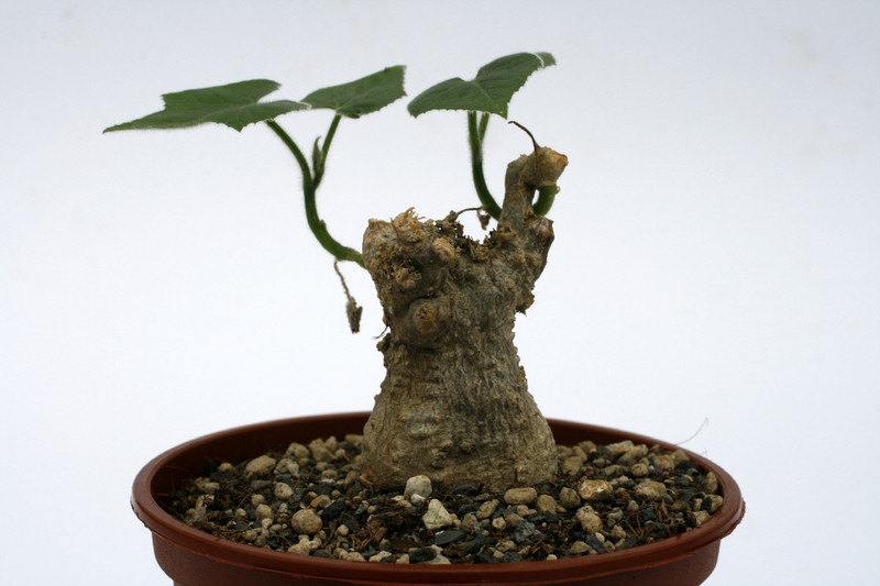 corallocarpus boehmii 9411