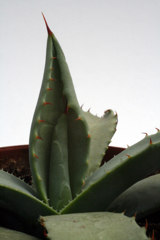 agave parryi couesii mg1897 22 0158