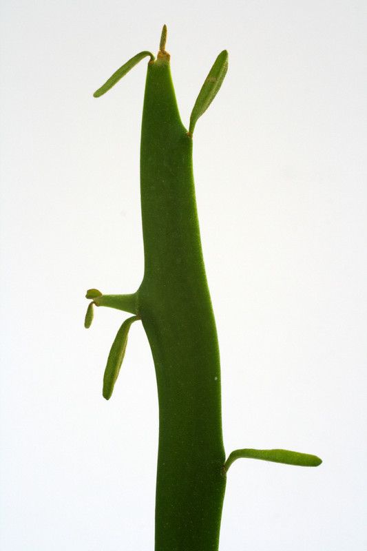 euphorbia xylophylloides 0600