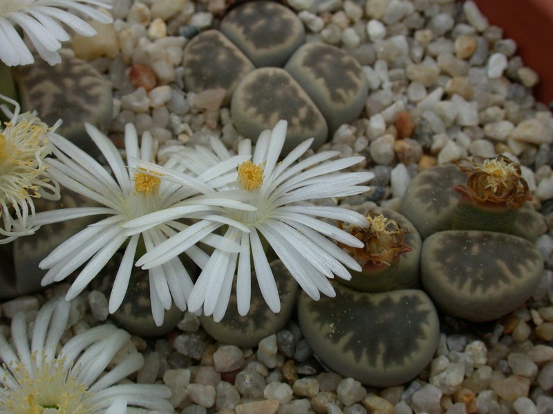 lithops karasmontana bella 02