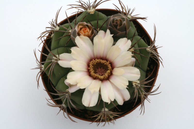 gymnocalycium marquezii 9917