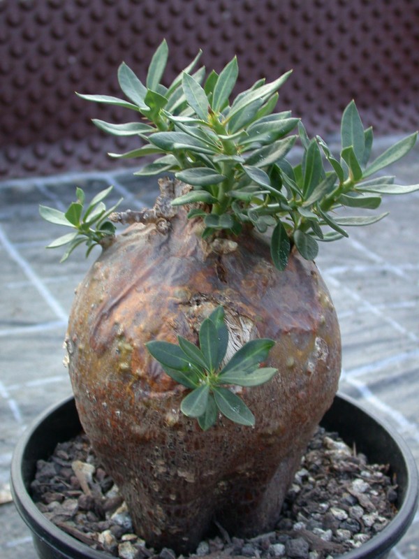 pachypodium bispinosum 03