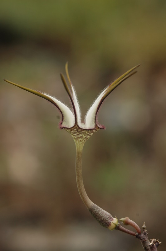 ceropegia stapeliaeformis 8771