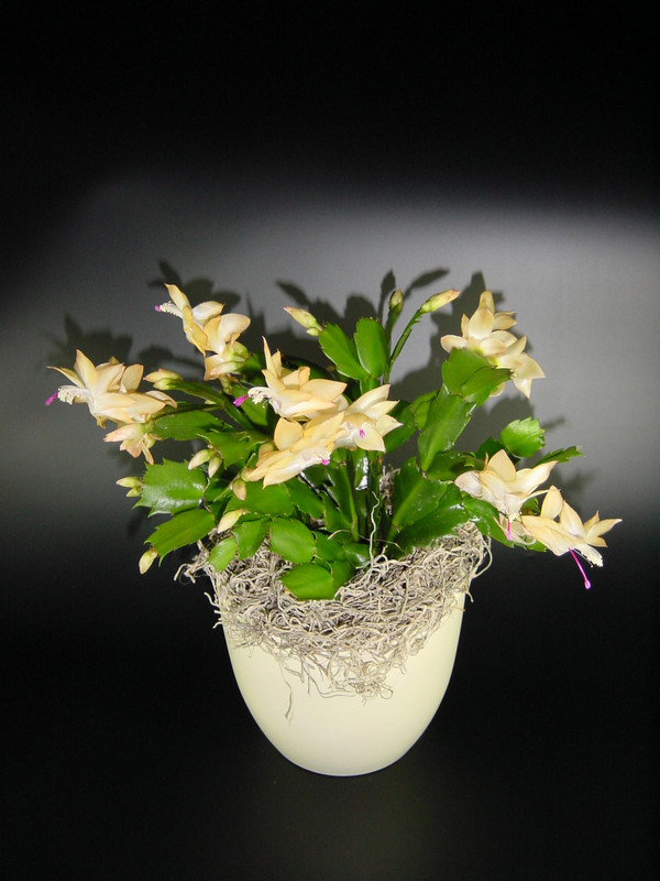 schlumbergera golden dancer 00