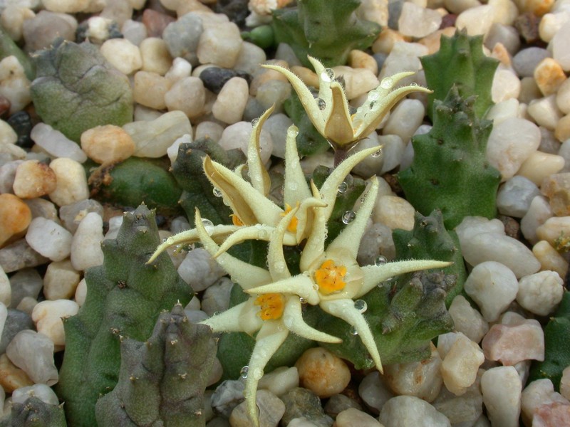 piaranthus pallidus richtersveld 04