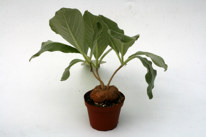 rechsteineria leucotricha 0473