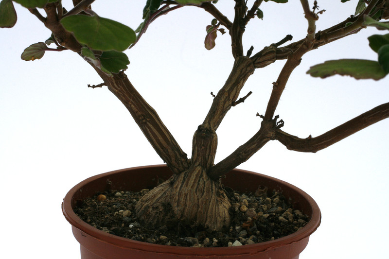 plectranthus ernstii 8135