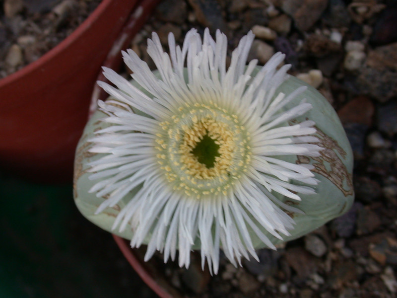 argyroderma testiculare02