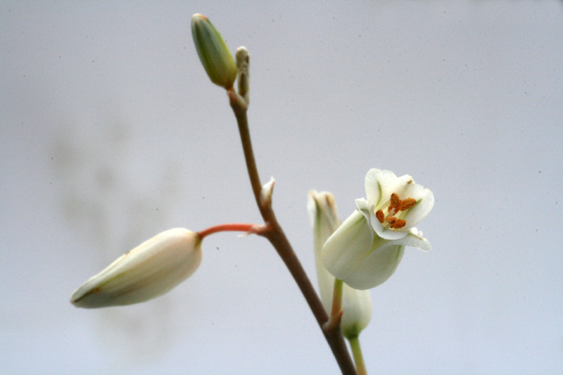 aloe calcairpphila 3020