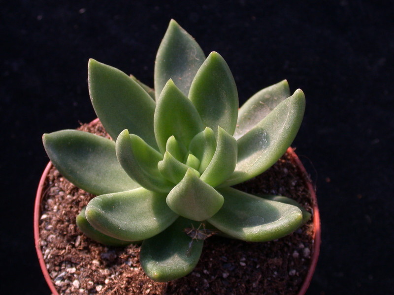 echeveria haageana 8390